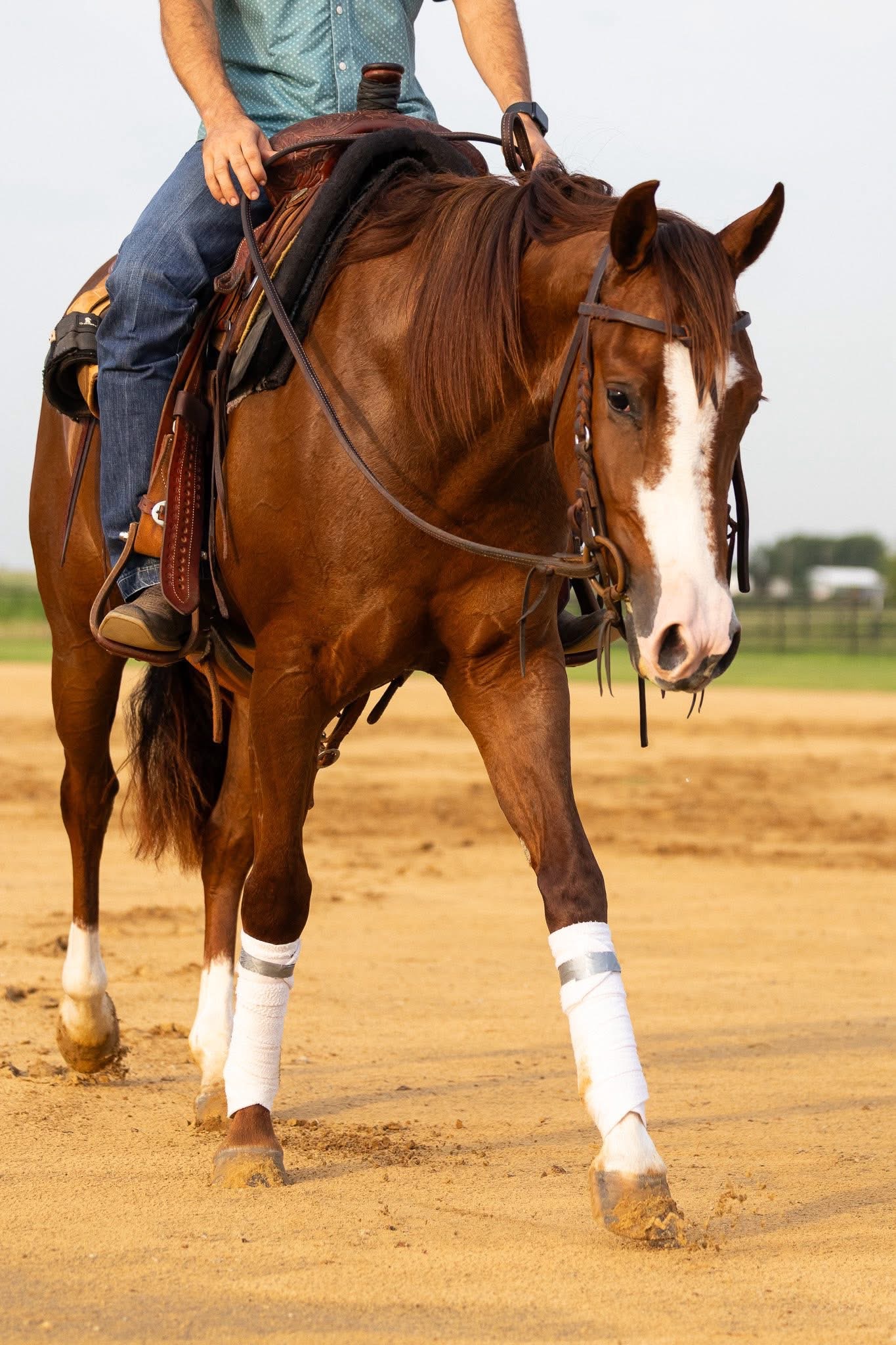 Annie under saddle