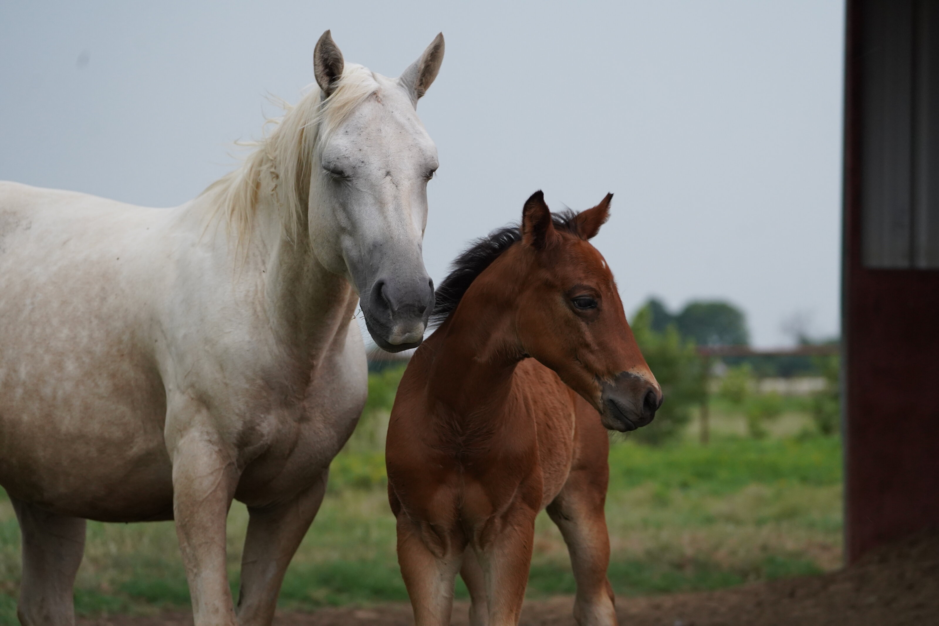 RMJ Ranch young horses